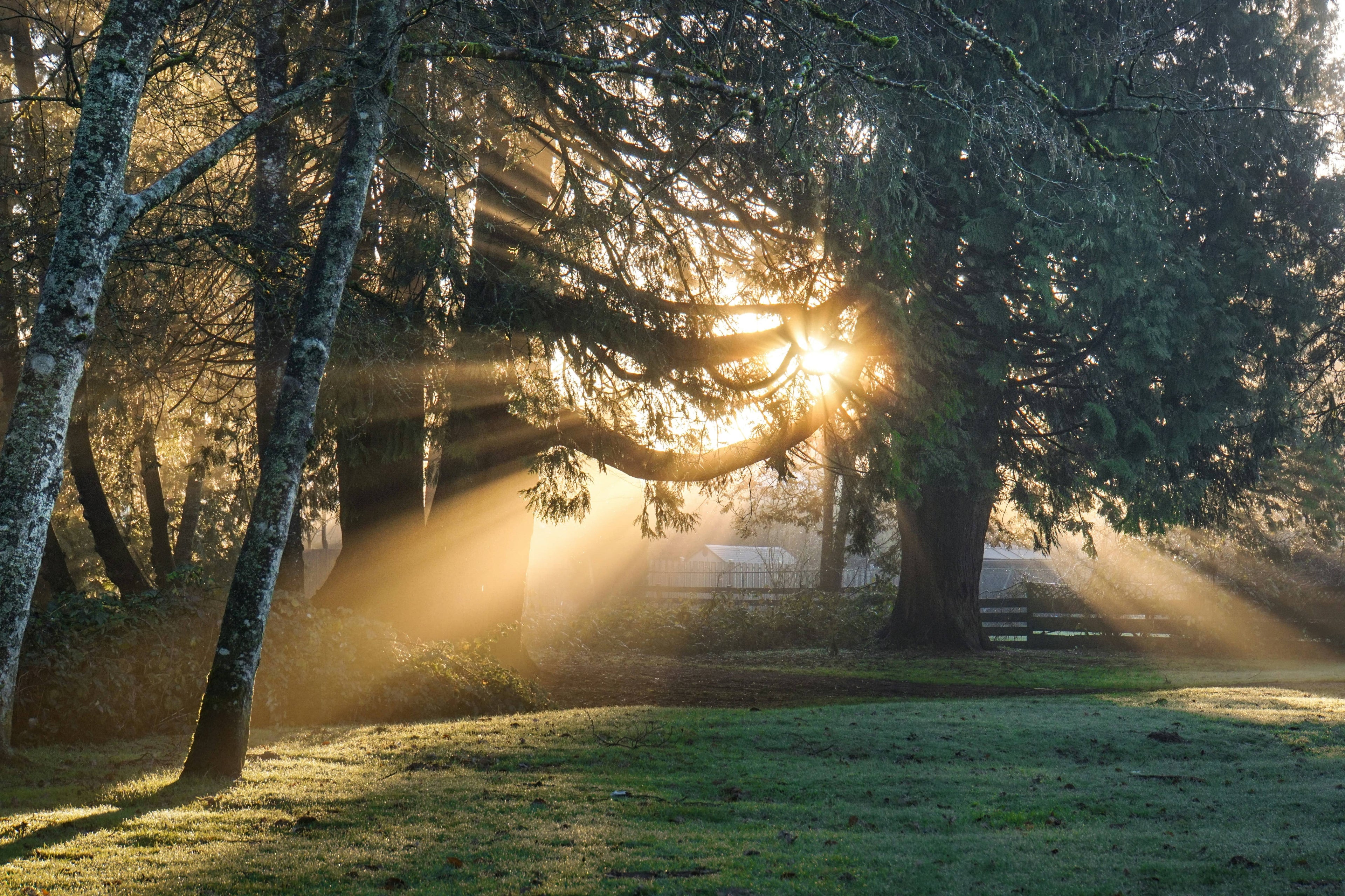 Golden sunlight streams through tall evergreen trees in a misty forest clearing, casting long rays across dewy grass and revealing a distant wooden fence and small building in the background.